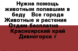 Нужна помощь животным попавшим в беду - Все города Животные и растения » Отдам бесплатно   . Красноярский край,Дивногорск г.